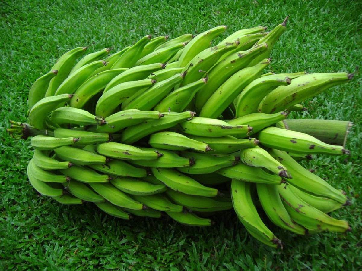 Banano Ecuatoriano de Exportación Plan