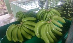 Banano de Exportación Marca Jin/Leoban